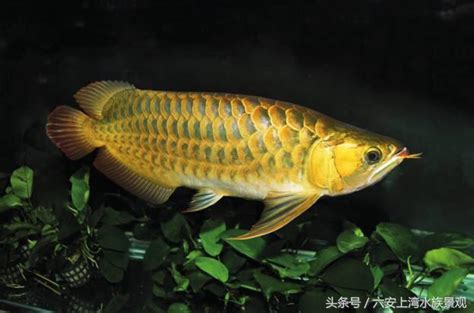 黃金龍魚